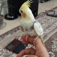 عروس هلندی رام دستی