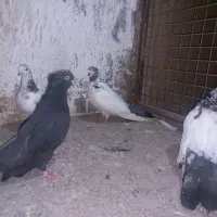 چند عدد کردم سبز بلند کشیده|پرنده|قائمشهر, |دیوار