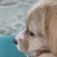 توله سگ اشپیتز تریر|سگ|رشت, خرسندی|دیوار