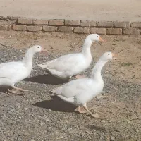 دوجفت غاز
