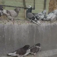 کبوتر|پرنده|مهربان, |دیوار