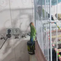 طوطی برزیلی سخنگو|پرنده|سنندج, |دیوار