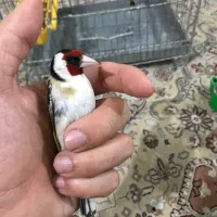 سهره سینه سفید یک سال قفس