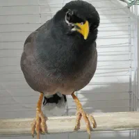 مینا سخن گو