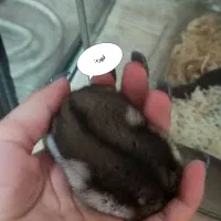 ۲ عدد همستر مینیاتوری نرو ماده|موش و خرگوش|رشت, دیانتی|دیوار