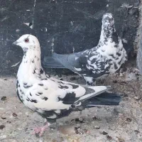 ماده پلاکی و سینه سفید|پرنده|شیراز, شهرک گلستان|دیوار