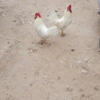 خروس سفیدفروشی