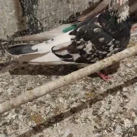 ۲تا کفتر گرفتنی خوب همه چی معلومه|پرنده|تهران, امام زاده عبدالله|دیوار