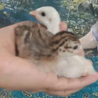 جوجه مرغ شاخدار  دونه ای 180تومان