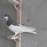 فروش ۳ تا کفتر شهری قهوه ای یال و خوشرنگ