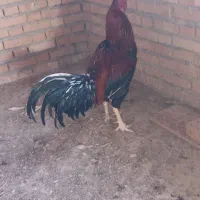 خروس