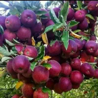اجاره انواع میوه روی درخت