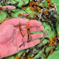 کوی باله بلند و سوپررباله