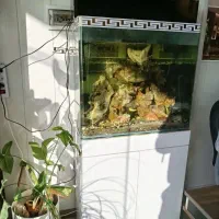 آکواریوم شیشه خم شرکتی. با سامپ فیلتر