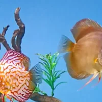 دو جفت دیسکس