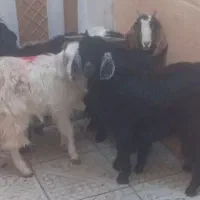 بزغاله ماده جمع کردنی سالم سرحال