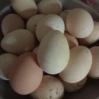 تخم مرغ محلی