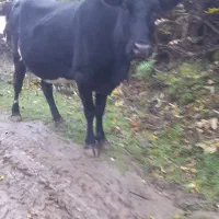 گاو دورگه ابستن یک هفته تا زایمان