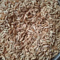 تخمه گرمک نمک زده اماده بودادن|خوردنی و آشامیدنی|اصفهان, ارغوانیه|دیوار