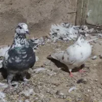 کفتر بلند گرد|پرنده|کبودرآهنگ, |دیوار