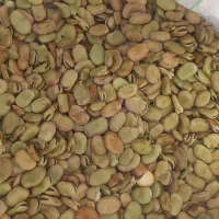 باقله تمیز و درشت