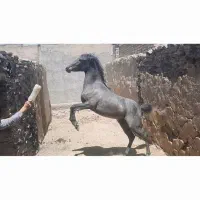 اسب کرد مادیون سواری شده