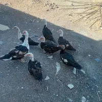 اردک اسرائیلی اصیل