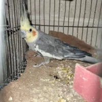عروس هلندی نر.|پرنده|قزوین, |دیوار