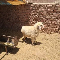 بره ماده ۸ماه