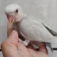 نروماده آلبینووکوتوله سرلاکی ودونخور|پرنده|کاشان, رجایی|دیوار