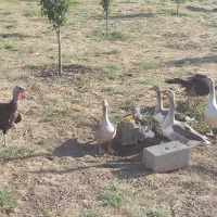 فروش بوقلمون اردک و مرغ