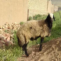 قوچ اصیل شال