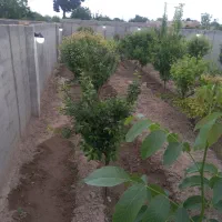 باغچه-نقلی350متر