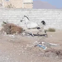 مادیون|اسب و تجهیزات اسب‌سواری|نجف‌آباد, شهرک صنعتی نجف آباد|دیوار