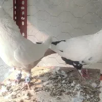 سینه الماسی،دمبی،طوقی،کله ای،سینه ای