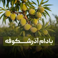 فروش نهال بادام آذرشکوفه پربار ضمانت اصالت با لیبل