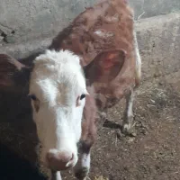 گوساله سمینتال ماده|حیوانات مزرعه|آبگرم, |دیوار