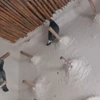 کبوتر دورگ|پرنده|سرخنکلاته, |دیوار