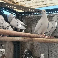 کبوتر عالی|پرنده|تهران, مطهری|دیوار