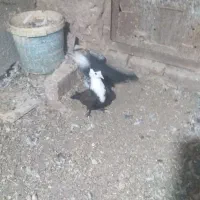 کبوتر جفتگاه|پرنده|مشهد, انقلاب|دیوار