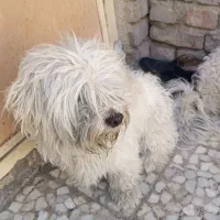 سگ شیتزو|سگ|زاهدان, |دیوار