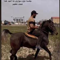 کره نریون 3به4نوه کامران قدیری|اسب و تجهیزات اسبسواری|ارومیه, |دیوار