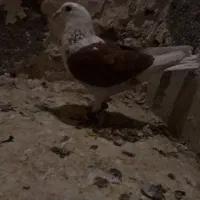 انگشتر کفتر