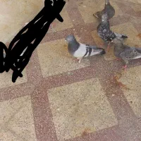 کفتر بهبونی شهری|پرنده|شیراز, جوادیه|دیوار