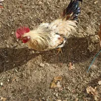 خروس محلی|حیوانات مزرعه|آبیک, |دیوار