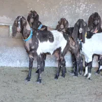 5راس بز پاکستانی جوون آوستن