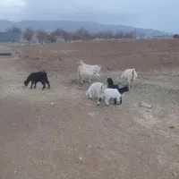 بز دو رگ سانن