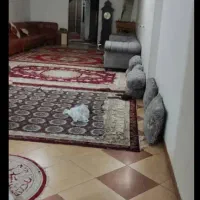 زمین و خانه ویلایی کلنگی ۱۳۰ متری جنوبی ،شمالی ساز|فروش خانه و ویلا|قرچک, شهرک طلائیه|دیوار