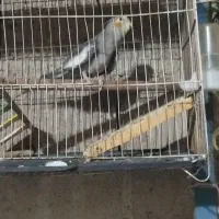 یک عدد عروس نر