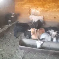 ۵۰ راس بز داشتی و کشتی جفتی بیست ودو میلیون